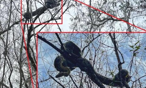 Nəhəng pitonlar ağaclara niyə dırmaşır?