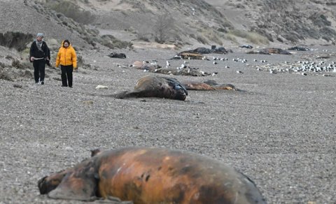 Argentinada yüzlərlə balina balası müəmmalı infeksiyadan tələf oldu