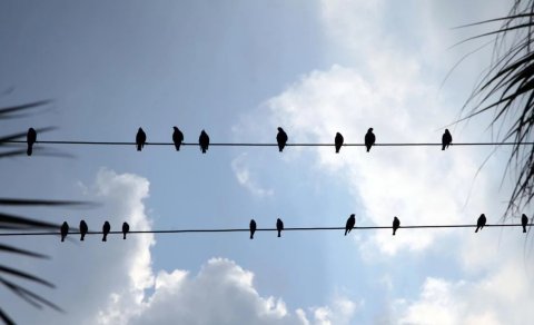 Sərçələri elektrik vurmur, leyləklər isə niyə naqillərdə tələf olur?
