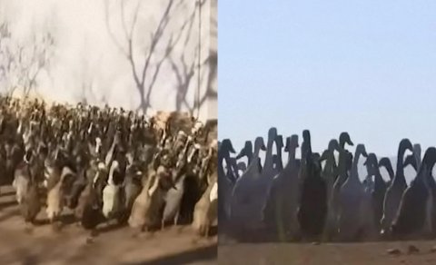 Cənubi Afrikada 800 ördək hər səhər "işə çıxır" - Onların vəzifəsi nədir?