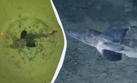 Antarktidanın buzları altında 60 milyon balıq yuvası aşkarlandı - VİDEO