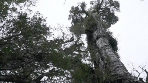 5 min il yaşı olan ağac