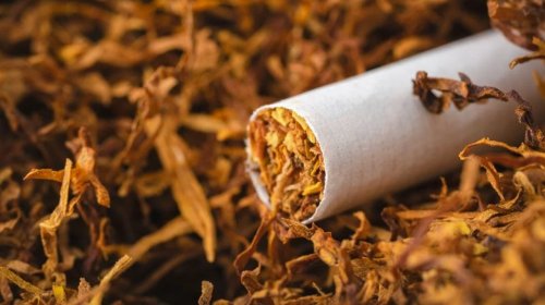 Tütün 200 mindən çox xərçəng halına səbəb olub
