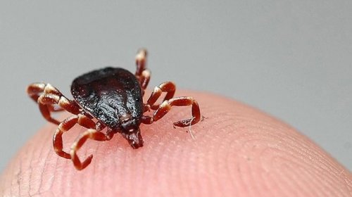 Çindəki yeni virus da koronavirus kimi dünyaya yayıla bilər? - RƏY