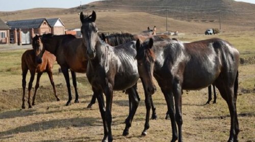 At almağa getmişdi, 15 yaşlı qızı qaçırdı