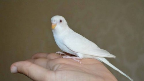 Ev şəraitində quşlara necə qulluq edilməli?
