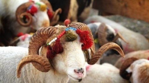 Qurban bayramı günlərində ətin qiymətində artım gözlənilir?