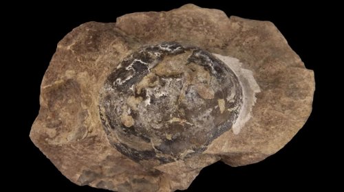 Antarktikada aşkar edilmiş yumurta fosili illərdir alimləri heyrətə salır
