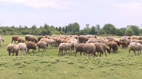 Azərbaycanda qoyunçuluq mərkəzi kimi tanınan kənd - FOTO