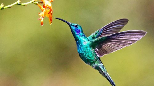 Kolibrilər və geriyə uçma qabiliyyəti: Aviasiya üçün yeni ilham mənbəyi ola bilərmi?