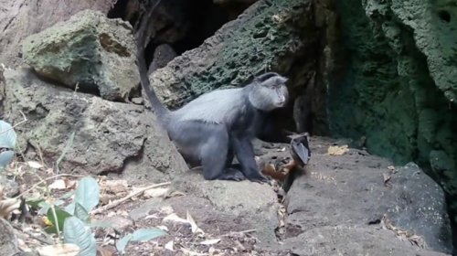 Alimlər yırtıcıların ölümcül virusları yarasalardan insanlara necə ötürdüyünü aşkar etdi