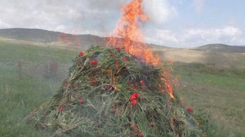 Yardımlıda 1,6 ton narkotik bitki məhv edildi