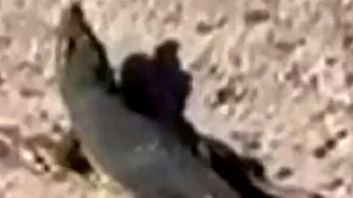 Polis üç gün dronlarla timsah axtardı, sonda oyuncaq çıxdı