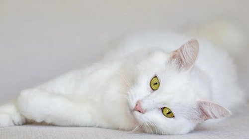 Pişiyiniz varsa, evinizdə allergenləri necə azaltmaq olar?