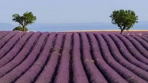 İspaniyada lavanda tarlaları olan gözəl orta əsr şəhəri: Turistləri nə cəlb edir?