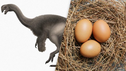 Ən böyük yumurta hansı heyvana məxsusdur? - Bu, dəvəquşu deyil