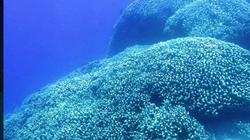 Mavi balina və ya nəhəng kalamar deyil: Ən böyük dəniz canlısı hansıdır?