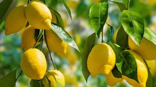 Kimlərə limon olmaz?