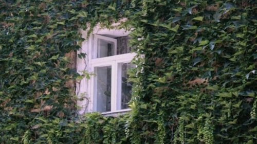 Ekspert evin yaxınlığında əkilməməli olan 4 "aqressiv" bitkini açıqladı