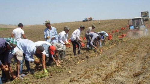 Fermerlər işçi tapa bilmirlər
