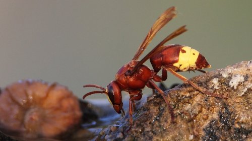Alimlər arıların "saray çevrilişləri"nin sirrini açdı