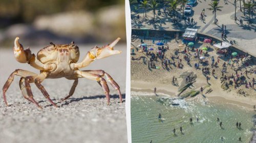Turistlərə xəbərdarlıq: Məşhur kurortda təhlükəli xərçəng görüldü