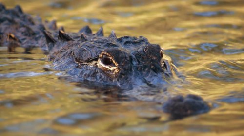 Misirdə alimlər nəhəng yırtıcıya bənzəyən, timsah tipli məxluqun qalıqlarını tapdı