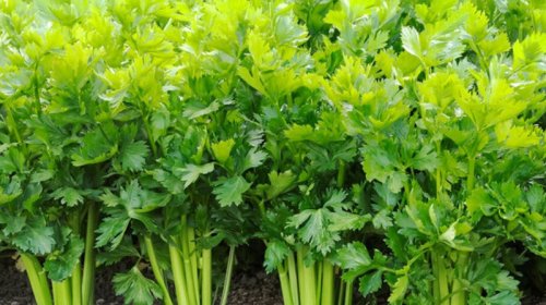 Ürək sağlamlığı üçün kərəviz