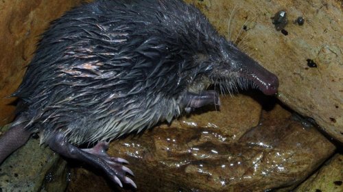 Kiçik gözlər və qəribə "xortum": Avropanın ən sirli məməlisi haqqında nə məlumdur?