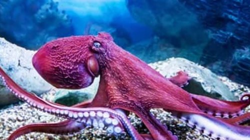 Aristotel yanılmışdı: Alimlər səkkizayaqlılar barədə əsas mifi təkzib etdi