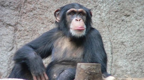 Zooparkı döyüş sahəsinə çevirdi: Şimpanze 28 il əvvəl alimləri necə heyrətləndirdi?