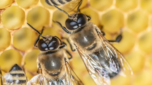 Erkək arılar cütləşmə zamanı niyə partlayaraq ölür?
