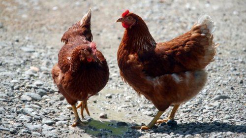 Niyə insanlar toyuq əti yeyir, digər quşları isə...?