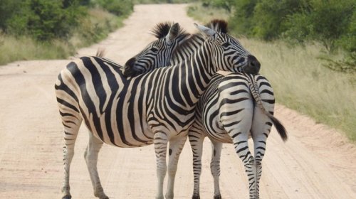 İnsanlar niyə zebraları at kimi minmirlər? - Alimlər əsas səbəbi açıqladı