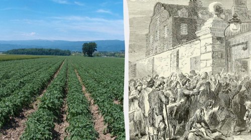 Təbiətin amansız dərsi: Bir tərəvəz Avropada bir ölkəni necə məhv etdi?