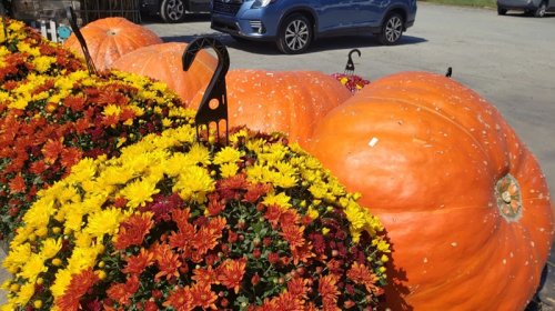 1 tonluq sirr: Bir balqabaq necə 1000 kiloqrama qədər böyüyür?