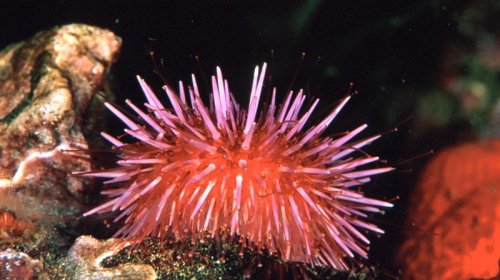 Bu dəniz canlısının bütün bədənində beyni var: Alimlərdən möcüzəvi kəşf