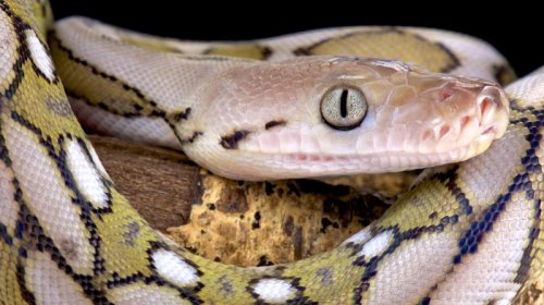 15 metrlik ilan II Dünya müharibəsinin pilotunun helikopterinə necə hücum edib?