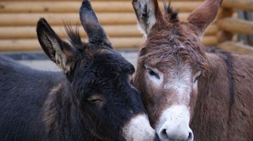 "Leş Tofiq"lər hərəkətə keçdi: Bizə eşşək əti yedizdirənlər niyə azadlıqda?