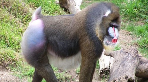 Böyük sürülərdə yaşayır və iti dişləri var: Dünyanın ən böyüyüdür