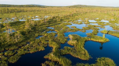 Finlandiya Rusiya ilə sərhəddə qurudulmuş bataqlıqları bərpa edə bilər
