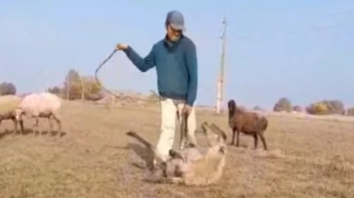 Samuxda heyvanı qamçı ilə döyən çoban məsuliyyətə cəlb edildi