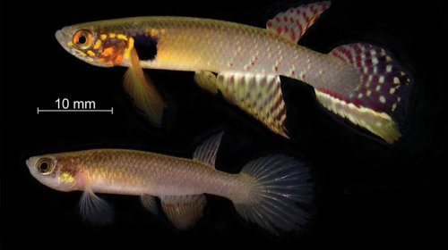 Alimlər 20 ildir nəsli kəsilmiş hesab edilən unikal balığı aşkar edib