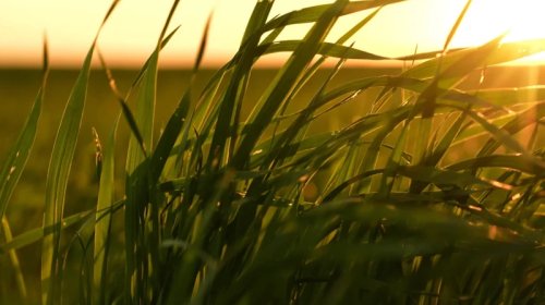 Ağacların belə nəfəsi kəsildi: İqlim böhranına qarşı təbiətdən köçürülən həll