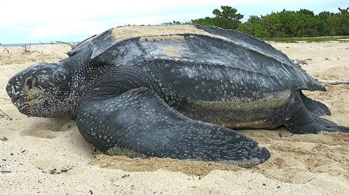 Dinozavrlar dövründən sağ çıxan möcüzəli varlıq bu gün də yumurtlayır
