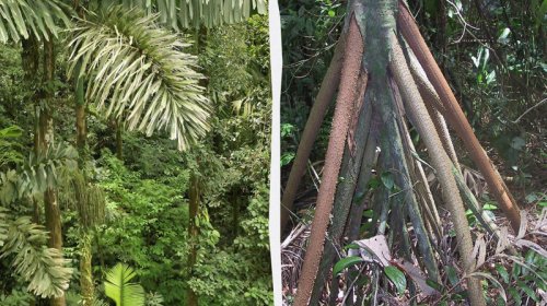 Panamada "gəzə" bilən palma ağacı bitir - "Forbes"