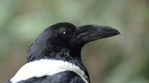 Qarğalar insan üzlərini tanıyır və illərlə kin saxlayır: Bioloq detalları açıqladı