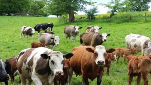 Gürcüstandan heyvan idxalına qoyulan məhdudiyyət aradan qaldırıldı