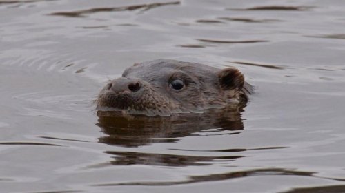 Çernobılda çevik və ağıllı yırtıcılar müşahidə edildi