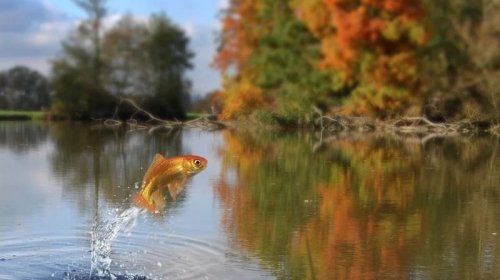 Balıqların boyu niyə getdikcə kiçilir?